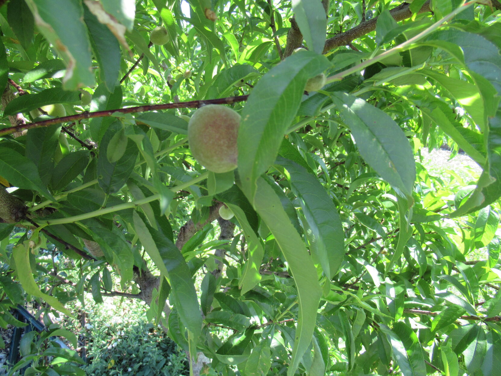 Sunnyside Community Garden and Food Forest